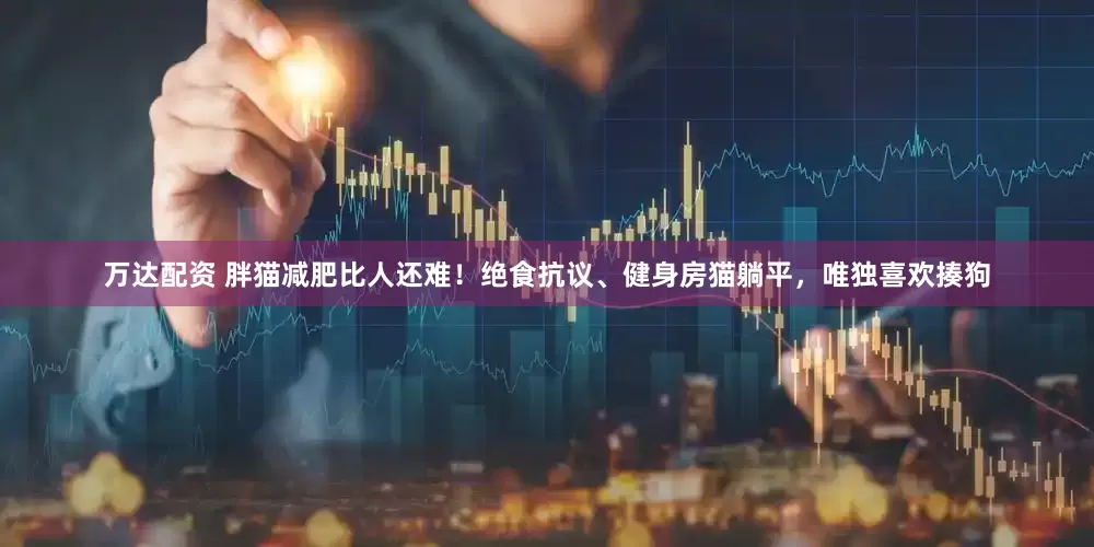 万达配资 胖猫减肥比人还难！绝食抗议、健身房猫躺平，唯独喜欢揍狗